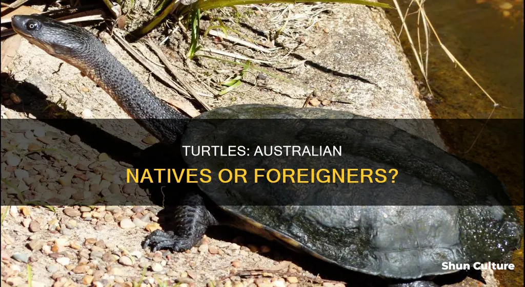 is a turtle an australian animal