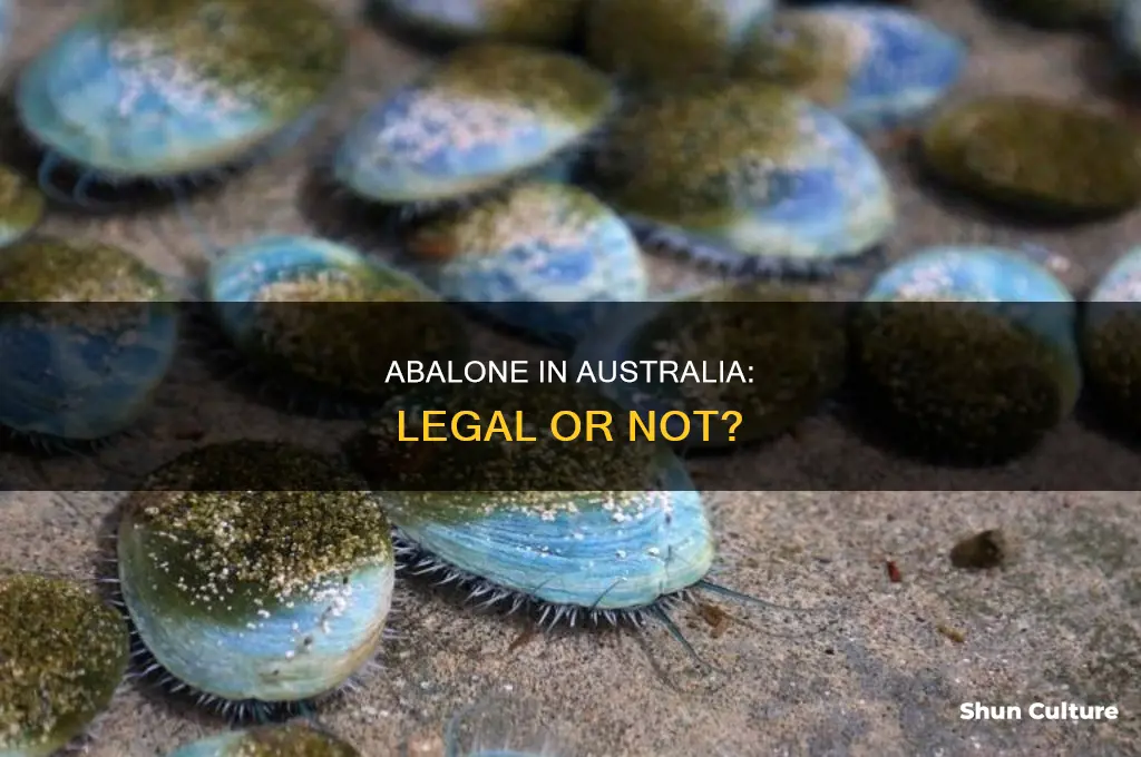 is abalone illegal in australia