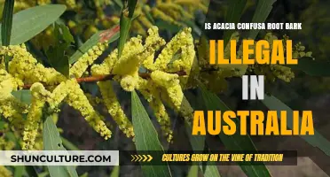 Acacia Confusa Root Bark: Legal in Australia?