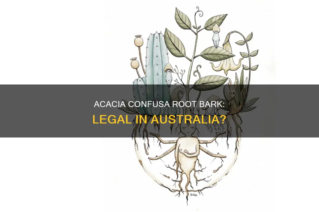 is acacia confusa root bark illegal in australia