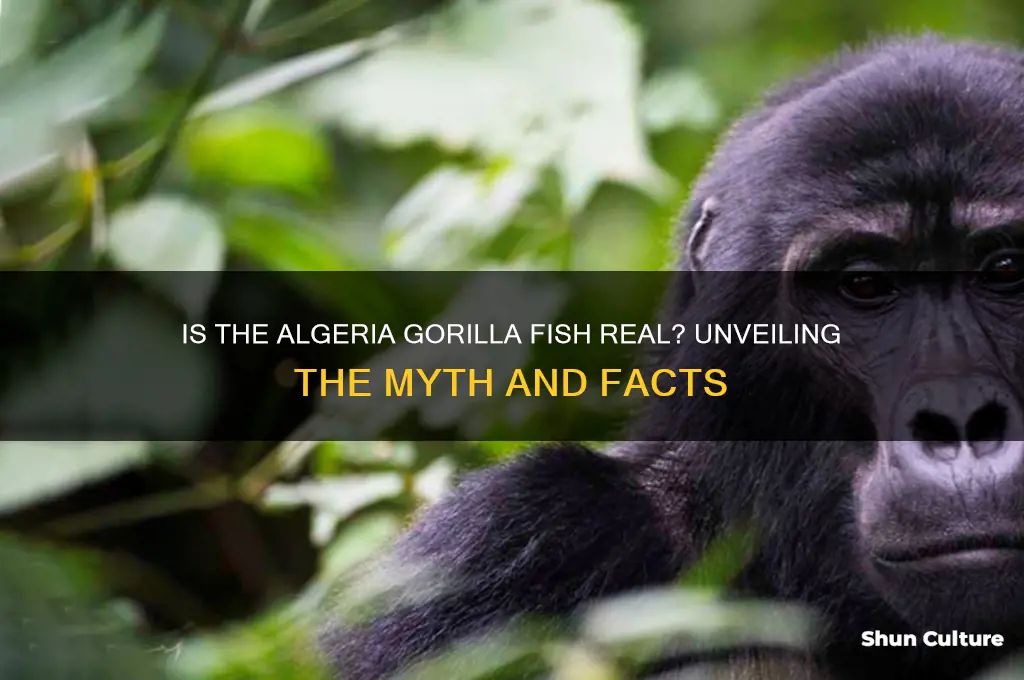 is algeria gorilla fish real
