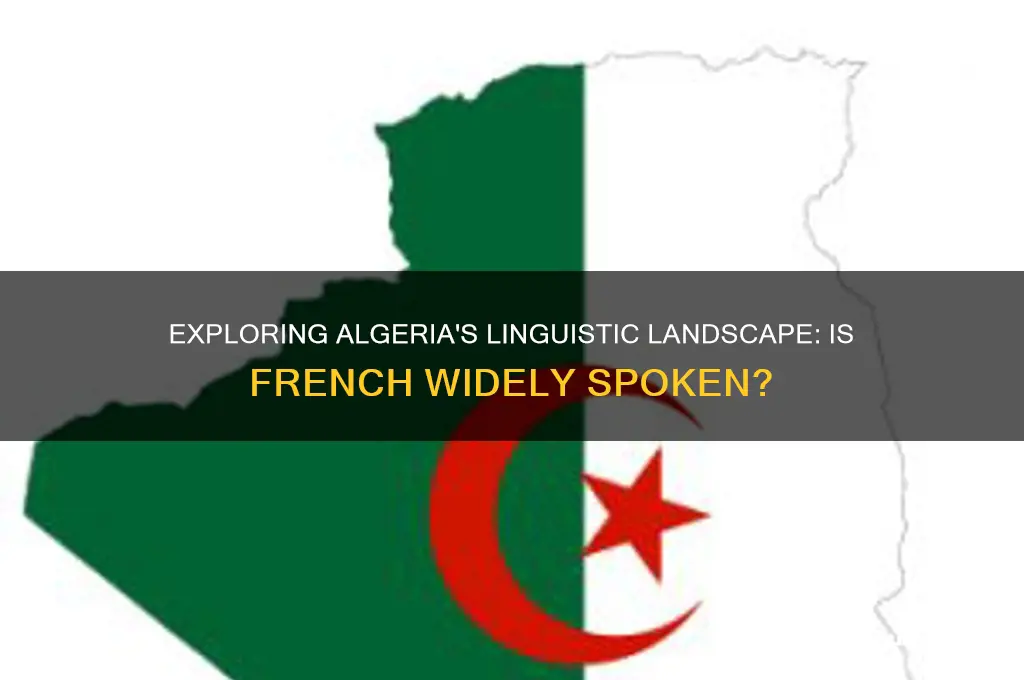 is algerian french speaking