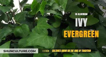 Is Algerian Ivy Evergreen? Exploring Its Year-Round Greenery and Care Tips
