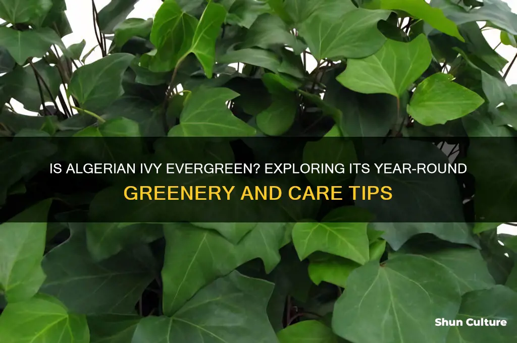 is algerian ivy evergreen