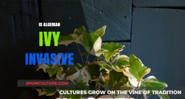 Is Algerian Ivy Invasive? Understanding Its Impact on Ecosystems