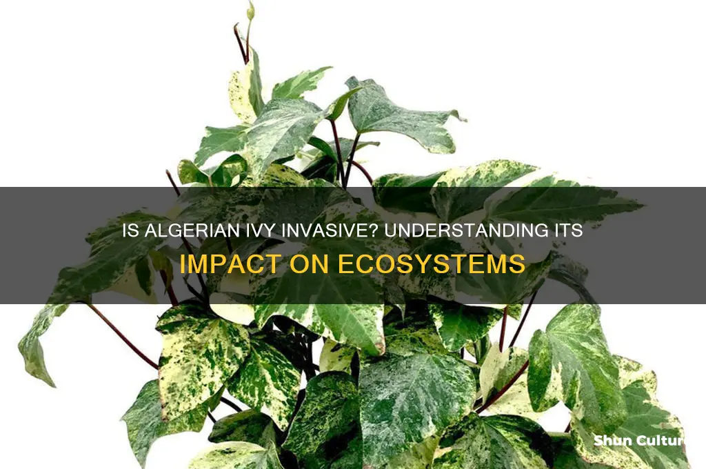 is algerian ivy invasive