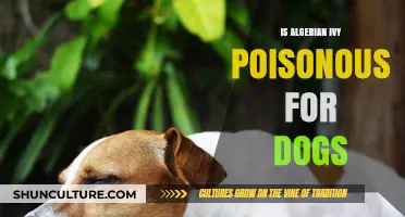 Is Algerian Ivy Toxic to Dogs? A Pet Safety Guide