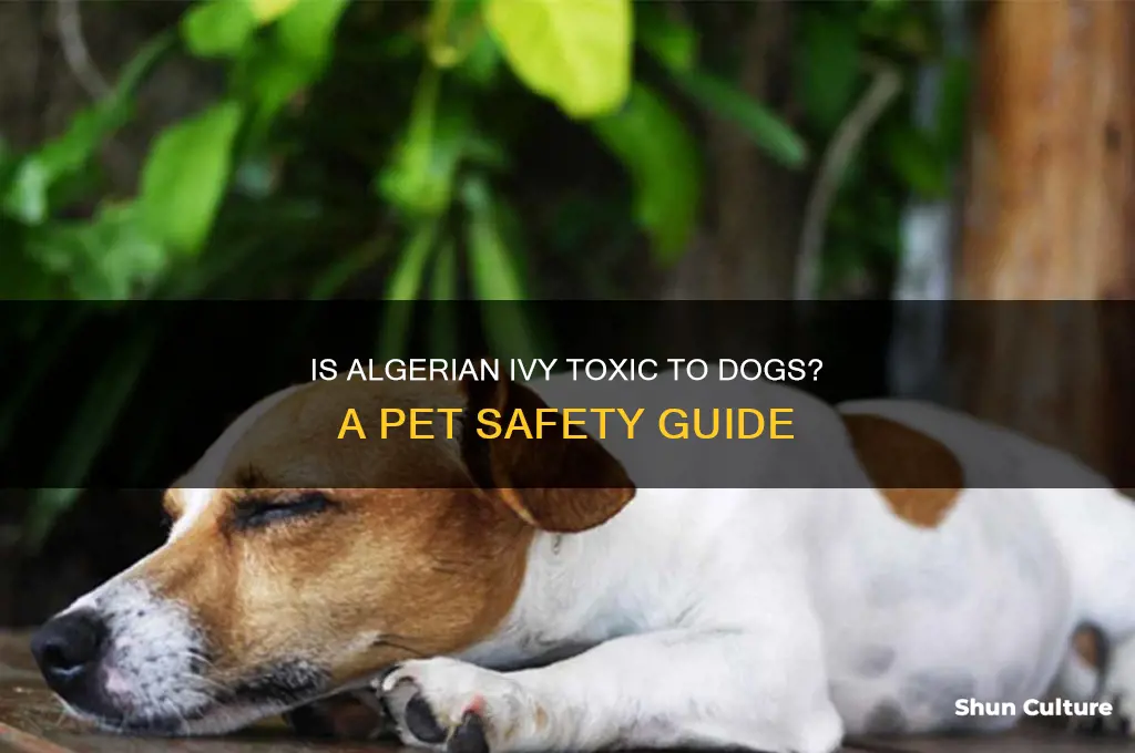 is algerian ivy poisonous for dogs