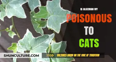 Is Algerian Ivy Toxic to Cats? A Pet Safety Guide