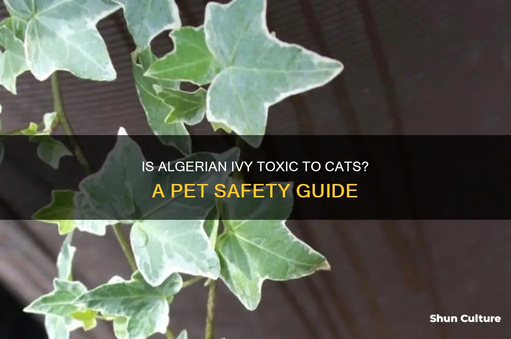 is algerian ivy poisonous to cats