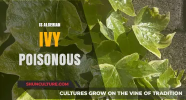 Is Algerian Ivy Poisonous? Uncovering the Truth About This Climbing Plant