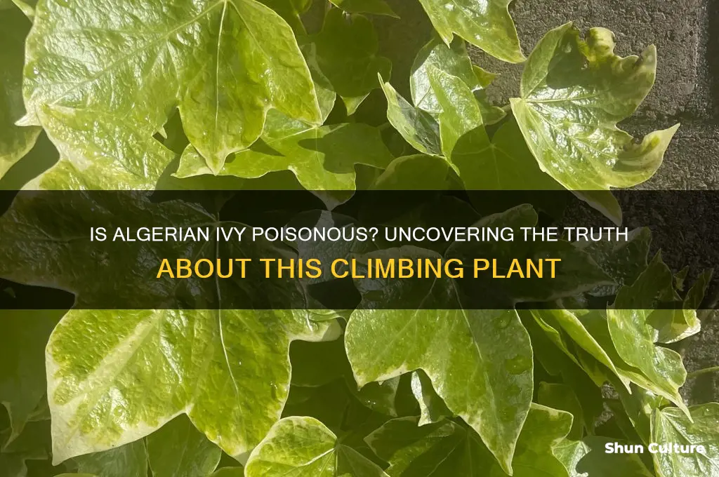 is algerian ivy poisonous