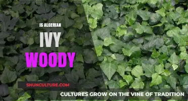 Is Algerian Ivy Woody? Uncovering the Truth About Its Stem Structure