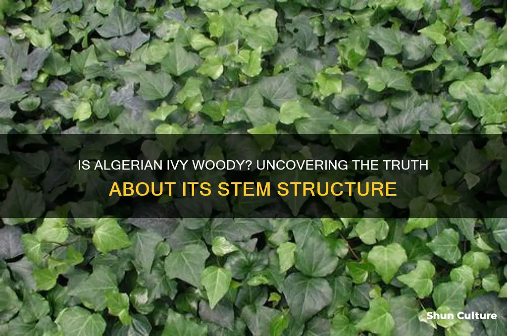 is algerian ivy woody