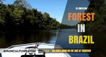 Exploring the Amazon Rainforest: Brazil's Vital Ecological Treasure