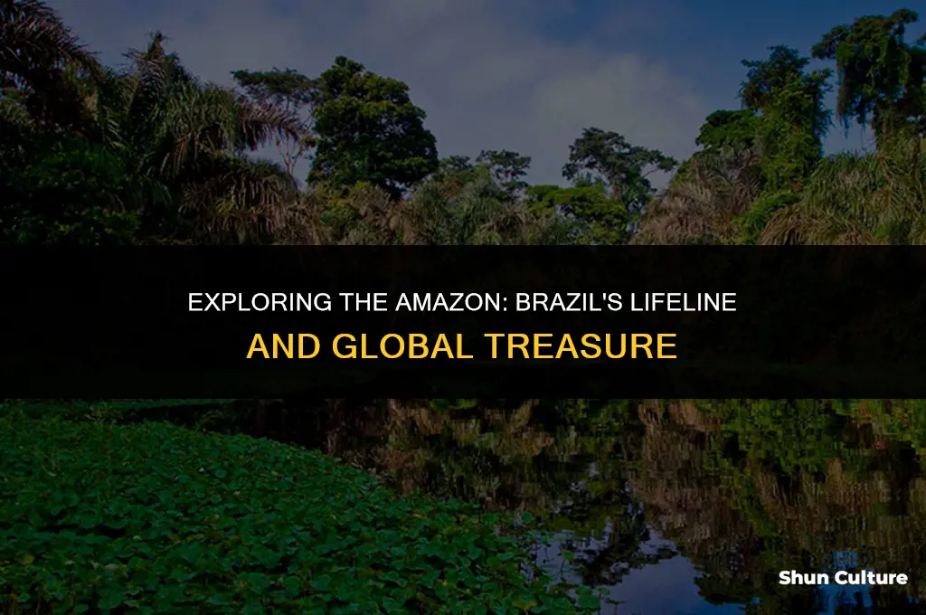 is amazon river in brazil