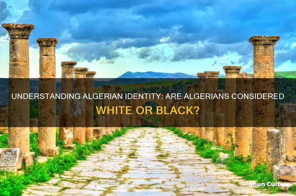 is an algerian person white or black