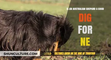 Choosing an Australian Shepherd: Is It the Dog for Me?