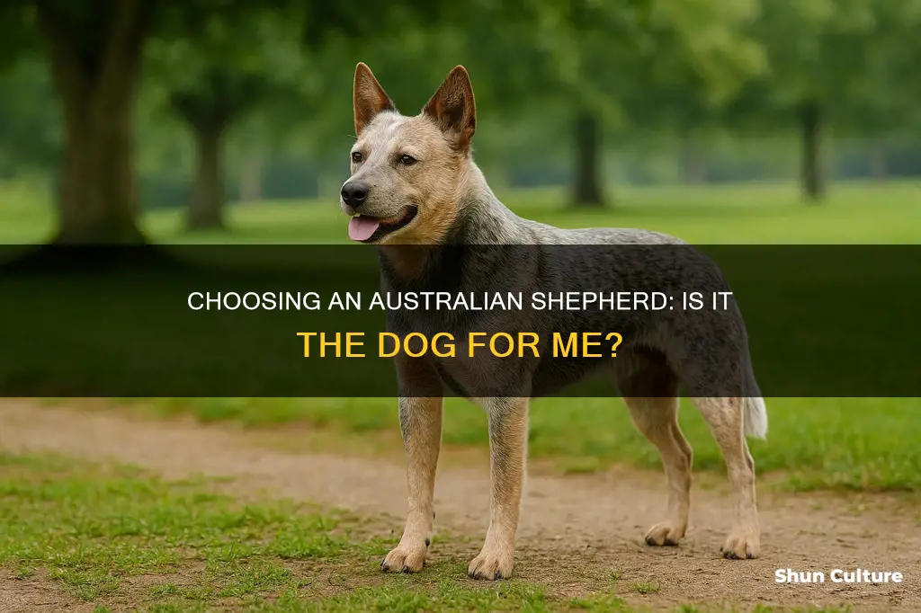 is an australian shepard a good dig for ne