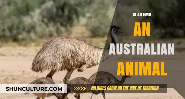 Emus: Australia's Unique, Majestic, and Native Birds