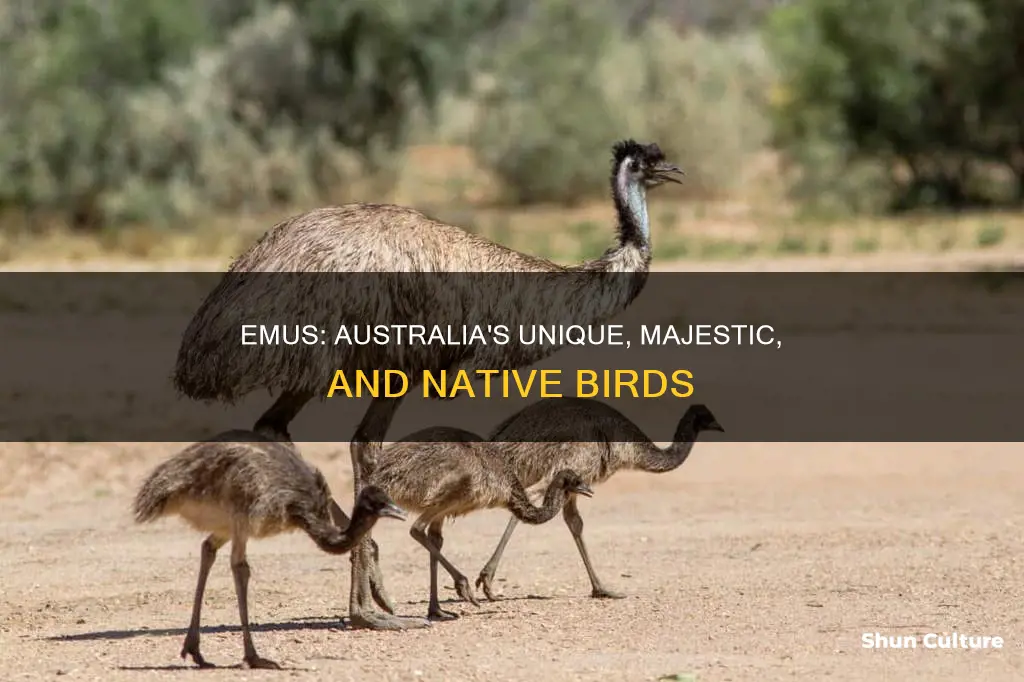 is an emu an australian animal