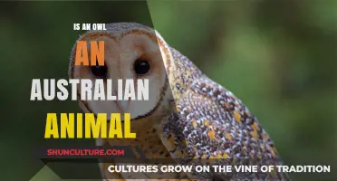Owls in Australia: Are They Native?