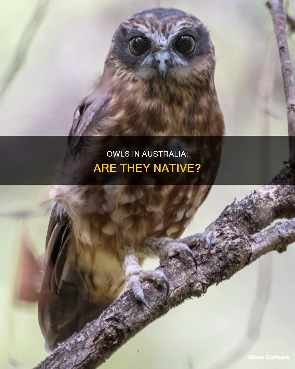 is an owl an australian animal