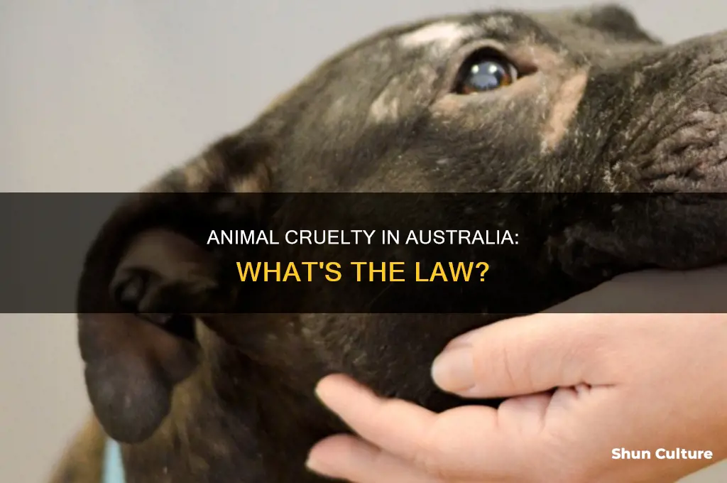 is animal cruelty illegal in australia