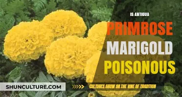 Is Antigua Primrose Marigold Poisonous? Uncovering the Truth About This Flower