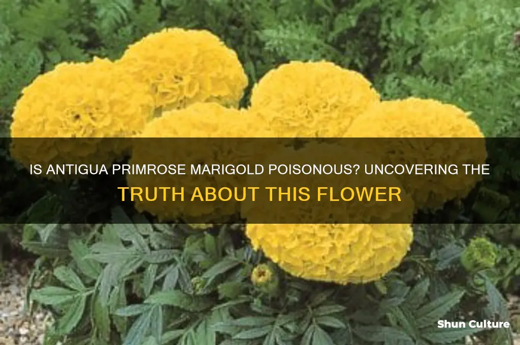 is antigua primrose marigold poisonous