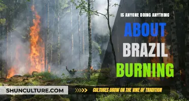 Amazon Ablaze: Global Response to Brazil's Burning Crisis