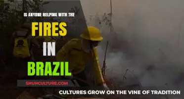 Global Response to Brazil's Fires: Are We Doing Enough?
