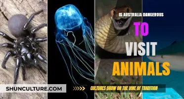 Australia's Animals: A Dangerous Encounter?