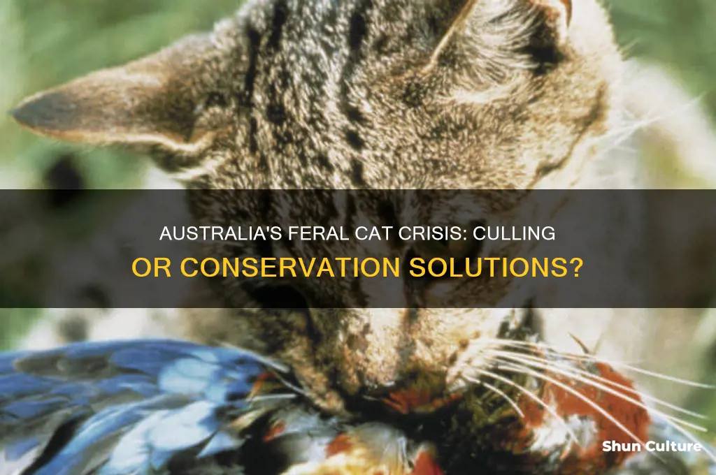 is australia going to kill feral cats