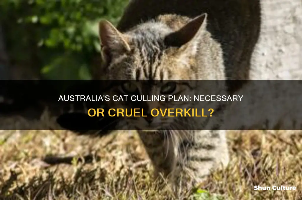 is australia going to kill tons of cats