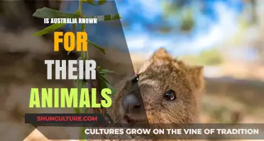 Australia's Unique Wildlife: What Makes it Special?
