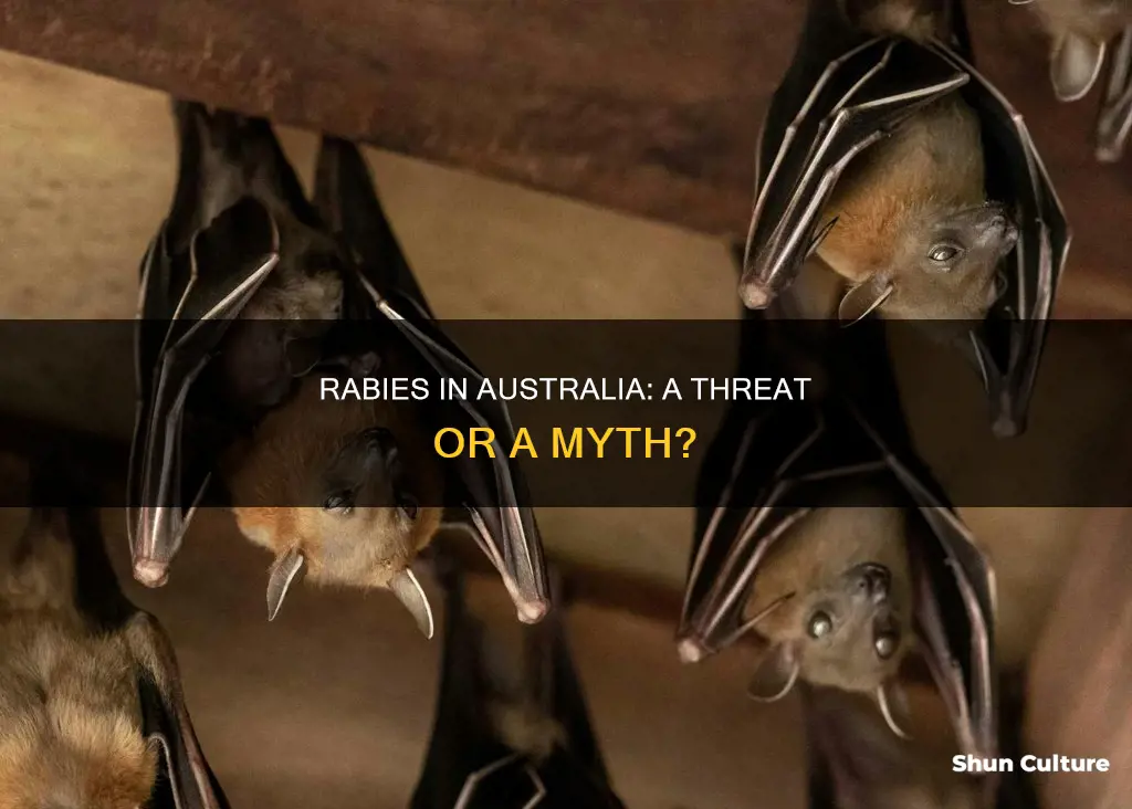 is australia rabies free country