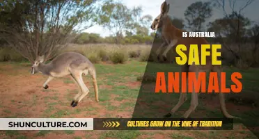 Australia's Wildlife: Safe or Not?