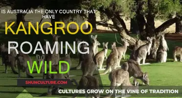 Wild Kangaroos: Are They Exclusive to Australia?
