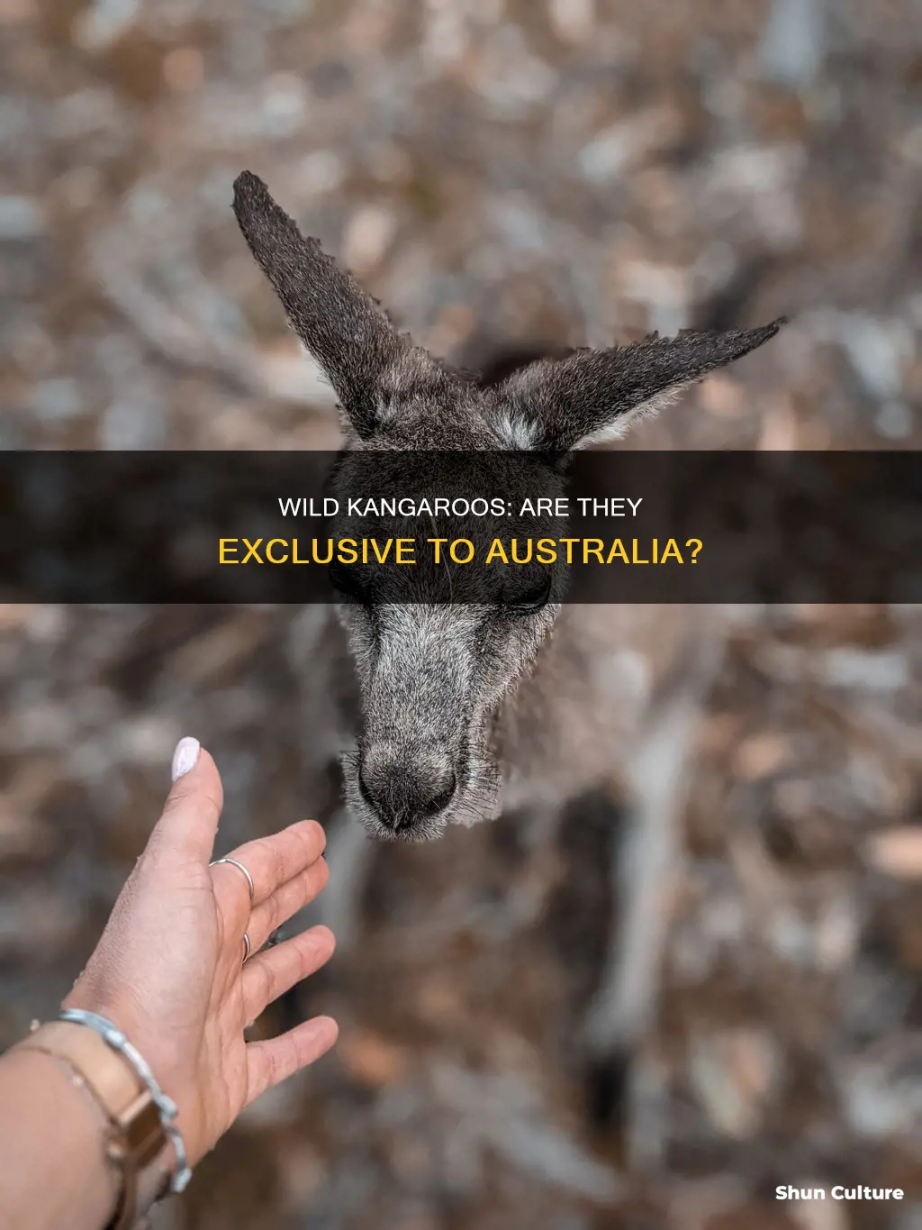 is australia the only country that have kangroos roaming wild
