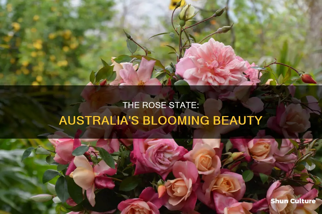 is australia the rose state