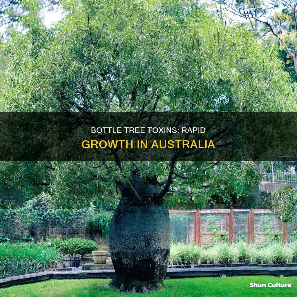 is australian bottle tree toxics grow rapidly