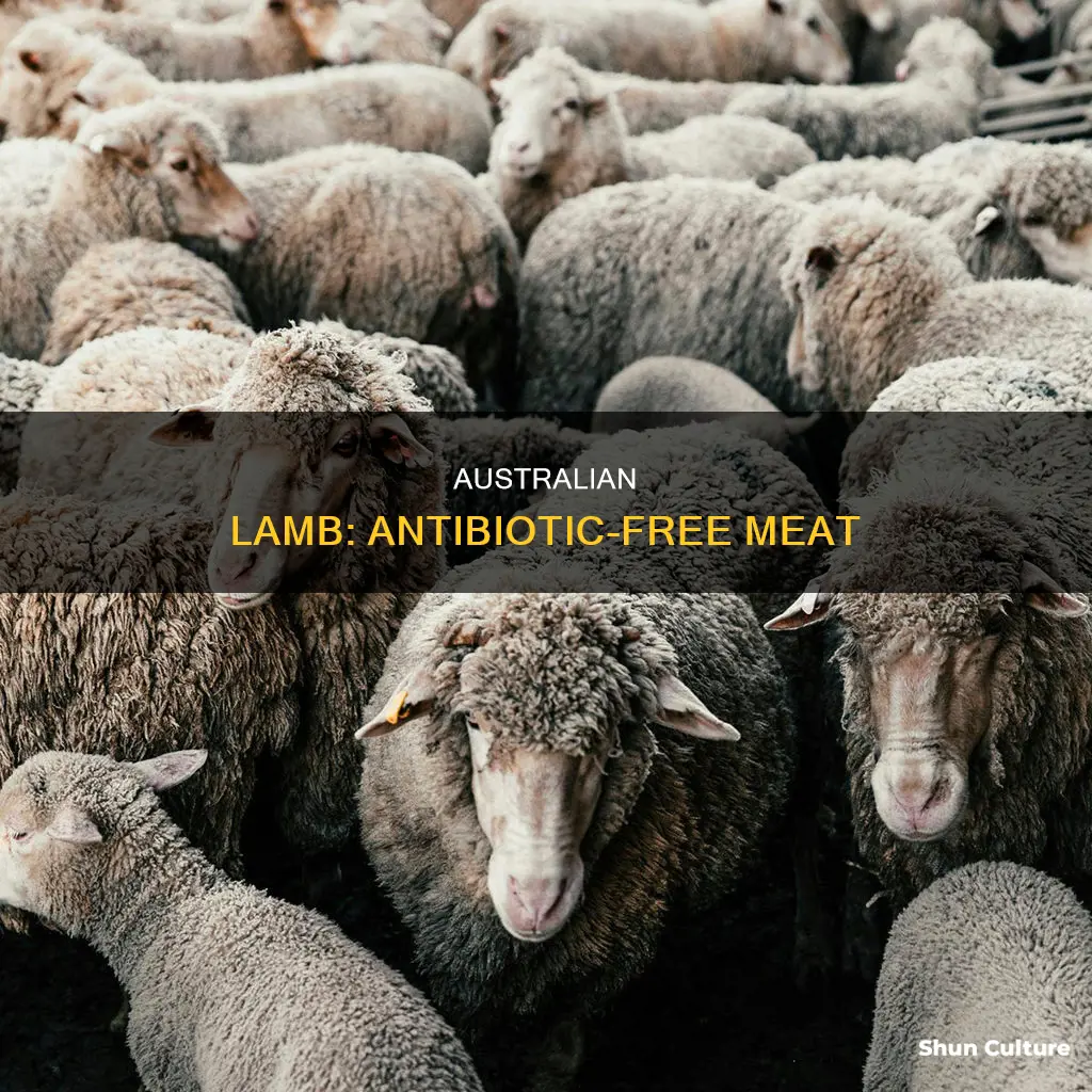 is australian lamb antibiotic free