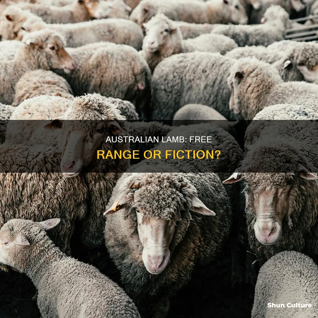 is australian lamb free range