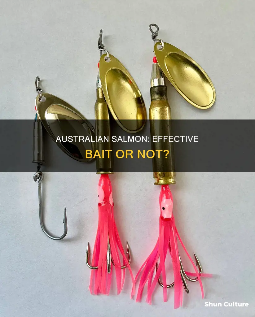 is australian salmon good bait