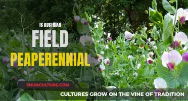 Austrian Field Pea: A Perennial Crop for Your Garden