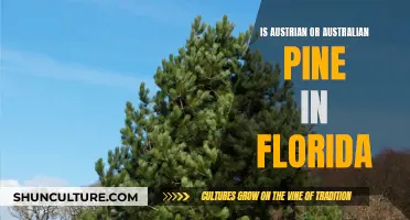 Pine Invaders: Austrian vs Australian in Florida