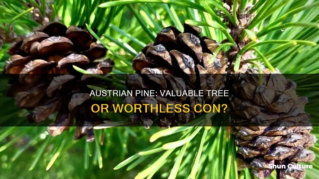 is austrian pine worth anything