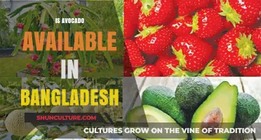 Exploring Avocado Availability in Bangladesh: A Comprehensive Guide