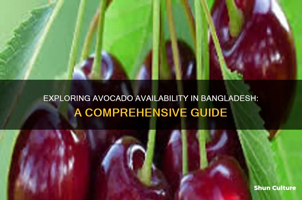is avocado available in bangladesh